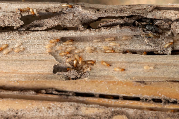 Best Local Pest Control Services  in Angier, NC